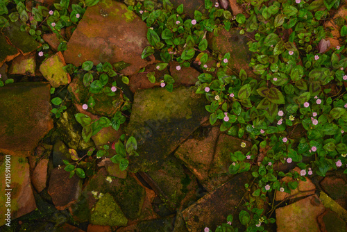 Texture green moss lichen growing on the stone surrounded by wild polygonum capitatum photo