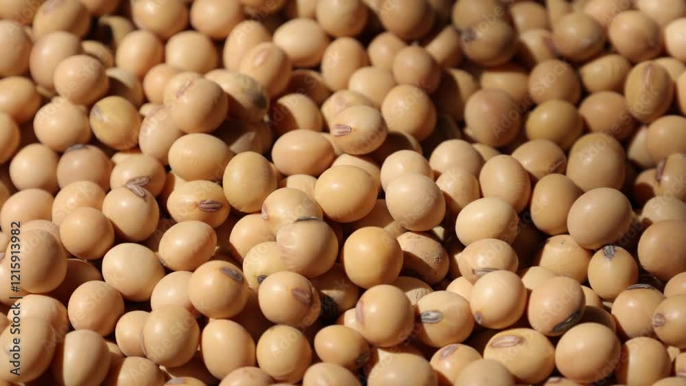 Closeup of a soy, soybeans seeds on a plate, yellow dry soybeans, soy background, beans texture background, yellow seeds, food and vegetables Closeup of a soy, soybeans seeds on a plate, yellow dry soybeans, soy background, beans texture background, yellow seeds, food and vegetables
