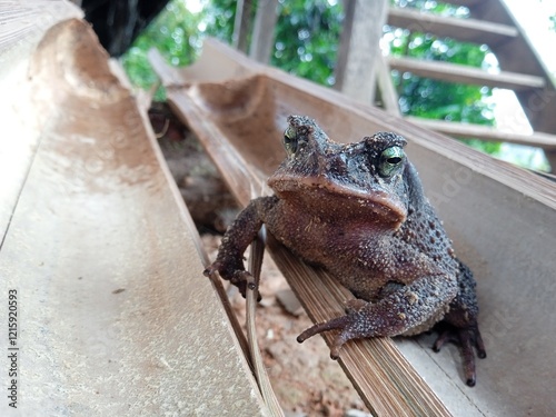 Big black toad sitting on a log. Tropical frog, amphibious animal, swamp dweller, inhabitant