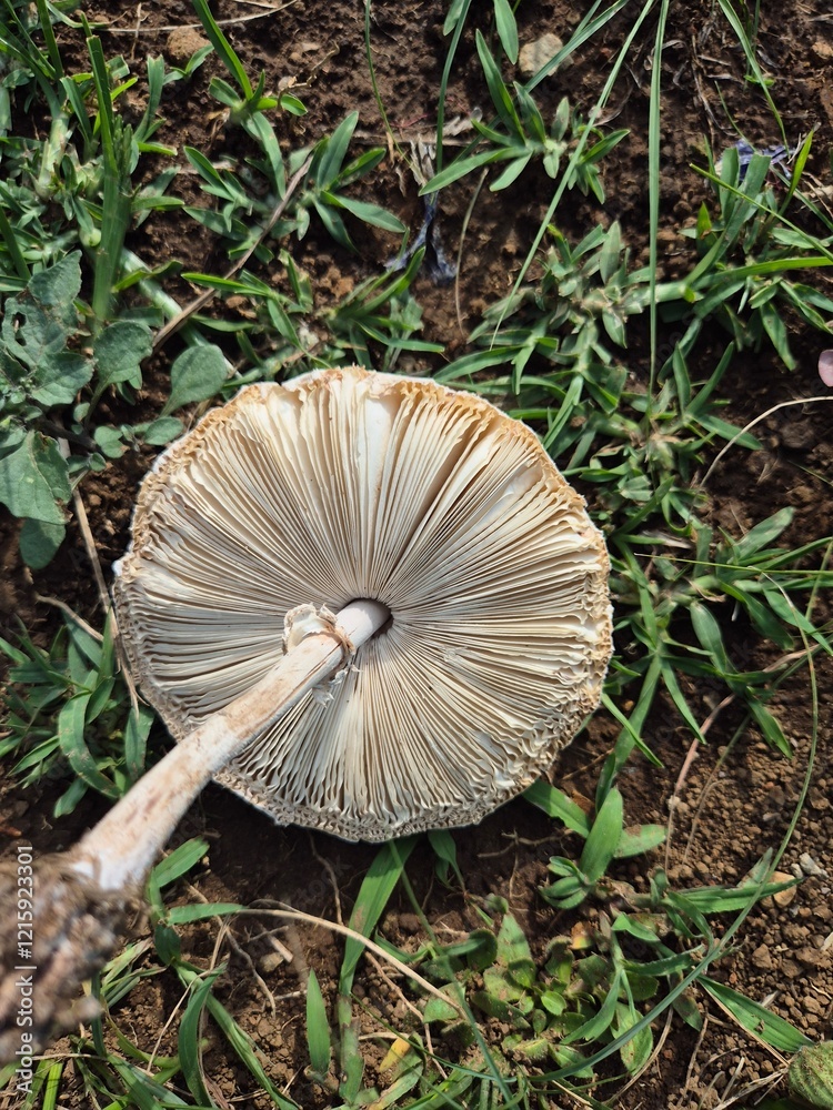 mushroom in the forest mushroom in the forest