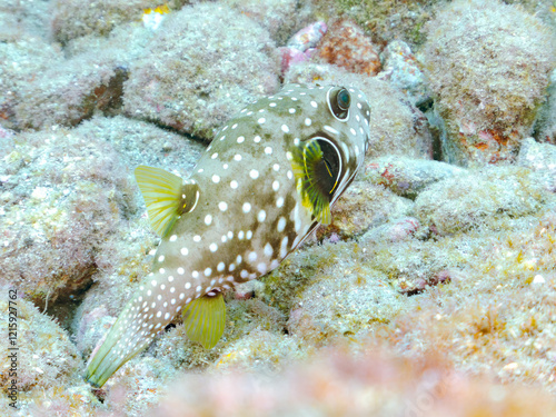 大きく美しいサザナミフグ（フグ科）他
英名学名：White-spotted puffer (Arothron hispidus)
静岡県伊豆半島賀茂郡南伊豆町中木ヒリゾ浜2024年
 photo