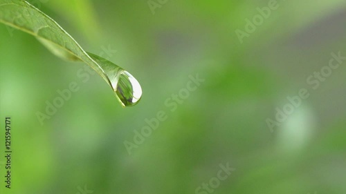 木の葉から滴り落ちる一粒のしずく