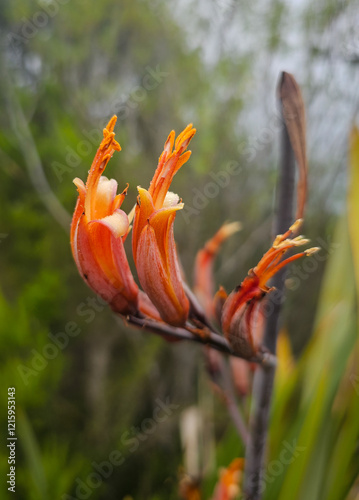 New Zealand native flax plant flowers photo