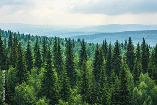 Mountainous evergreen forest panorama, misty background, nature conservation
