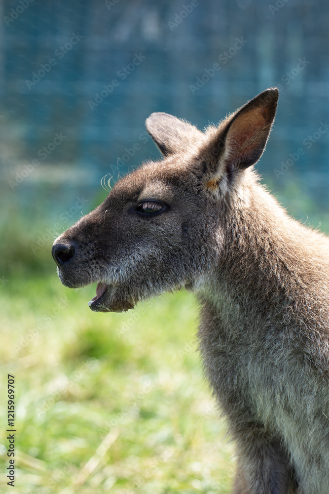 Cute fluffy wallaby in the park. Marsupial mammals. Australia Cute fluffy wallaby in the park. Marsupial mammals. Australia