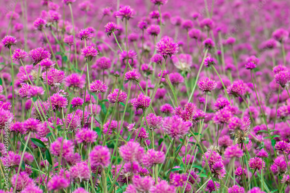 Gomphrena globosa in the garden,Purple flower of Globe amaranth or Kenop is an annual that generally used as an ornamental plant. Gomphrena globosa in the garden,Purple flower of Globe amaranth or Kenop is an annual that generally used as an ornamental plant.