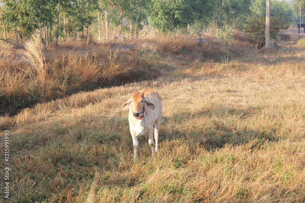 Fototapeta premium The cow (Bos taurus) is a domesticated, hoofed mammal widely known for its role in agriculture and human sustenance. As a member of the Bovidae family, cows are ruminants, meaning they have a special