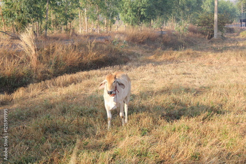 The cow (Bos taurus) is a domesticated, hoofed mammal widely known for its role in agriculture and human sustenance. As a member of the Bovidae family, cows are ruminants, meaning they have a special photo