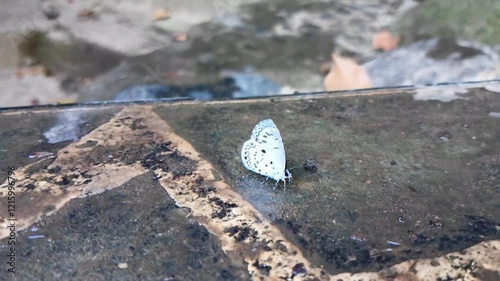 White Butterfly perched on a ground in Bantimurung National Park, Maros, South Sulawesi, Indonesia. Insect video. photo