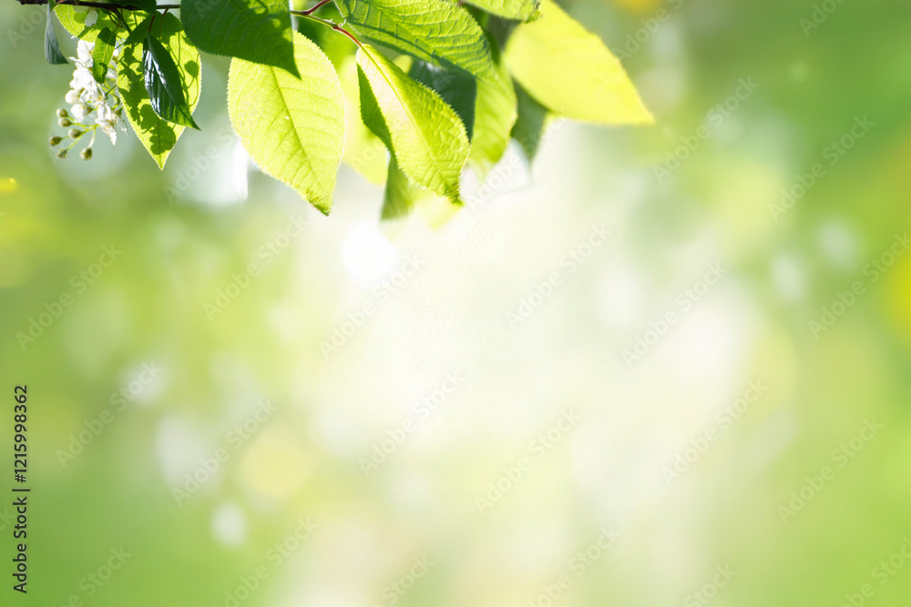 Young tree leaves on a light green background Young tree leaves on a light green background