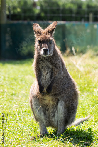 Cute fluffy wallaby in the park. Marsupial mammals. Australia