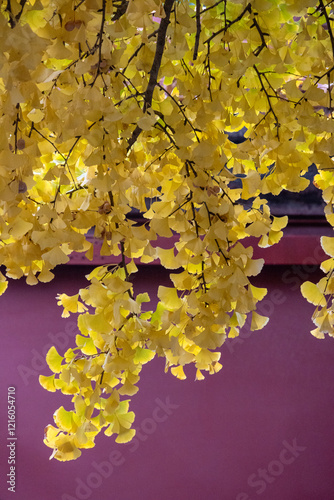 Yellow Ginkgo avenue inside Zhongshan Park, Beijing photo