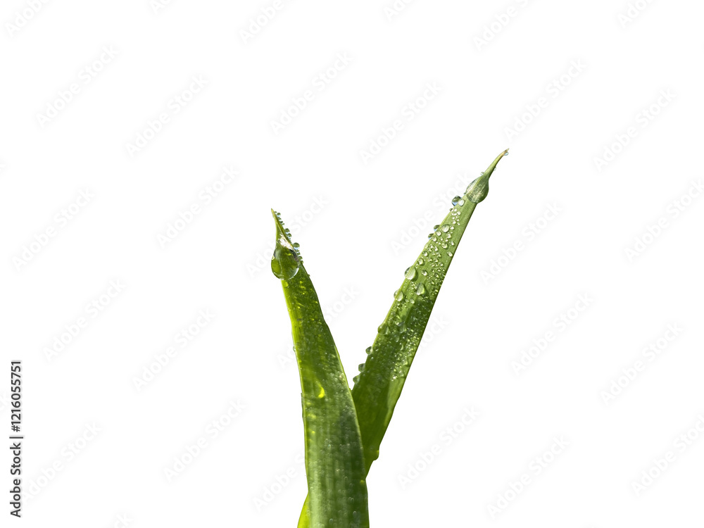 Obraz premium wheat leaf with dew transparent image