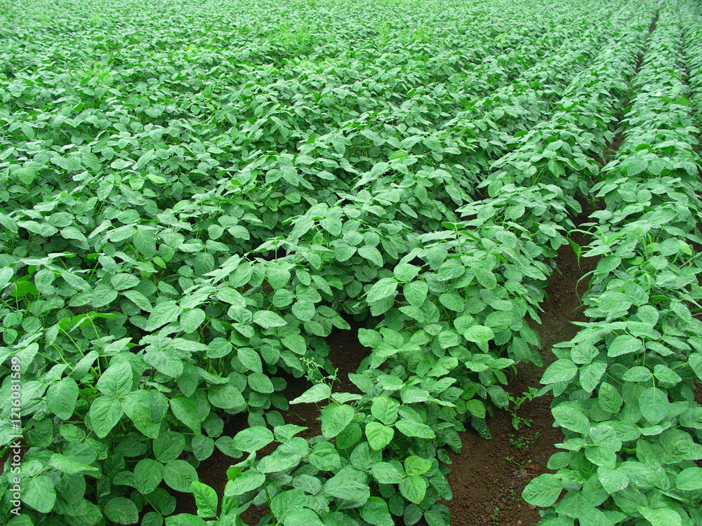 初夏の雨の日の枝豆畑風景
