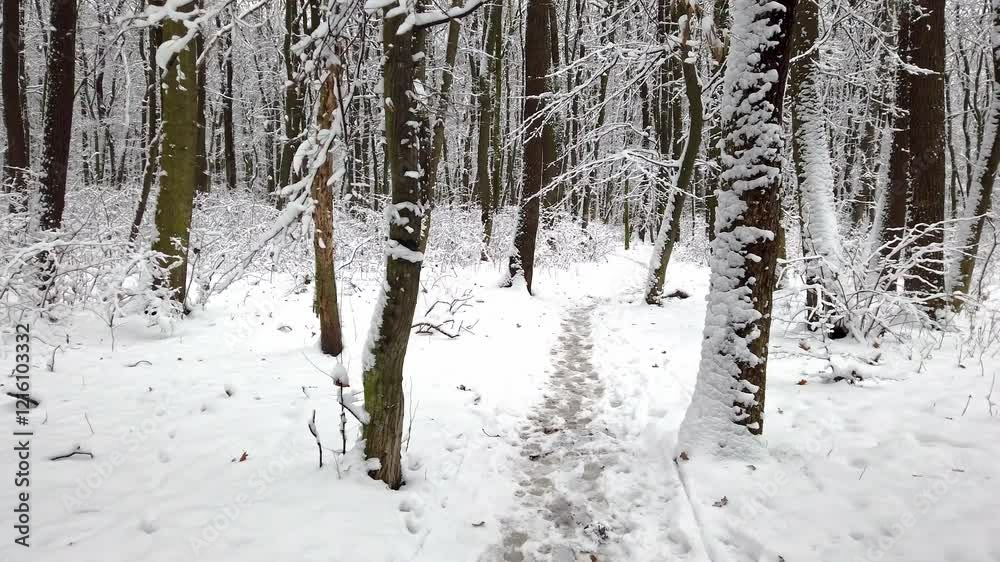Discover the tranquility of a snowy path through a serene winter park Discover the tranquility of a snowy path through a serene winter park