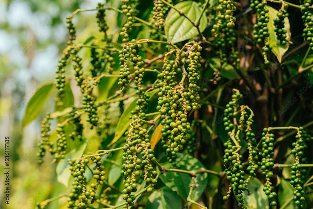 Hand of owner garden showing fresh peppercorns on pepper tree, ready to harvest on nest tree. Harvest black pepper. Fresh growing unripe peppercorns. Hand of owner garden showing fresh peppercorns on pepper tree, ready to harvest on nest tree. Harvest black pepper. Fresh growing unripe peppercorns.