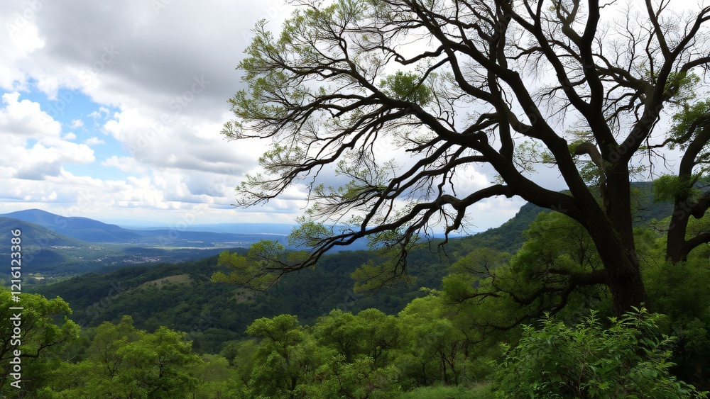 Panoramic View of Rolling Hills and Majestic Oak Tree from Mountaintop Panoramic View of Rolling Hills and Majestic Oak Tree from Mountaintop