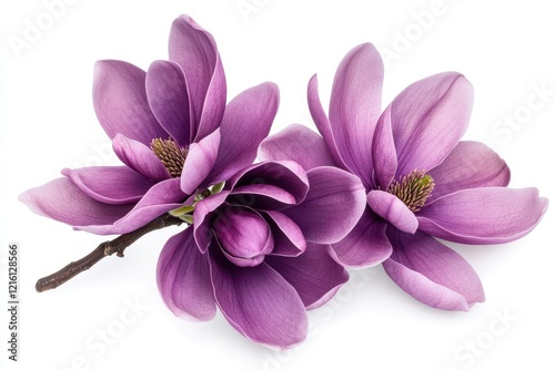 Purple magnolia blossoms isolated on white background, springtime bloom, design element photo