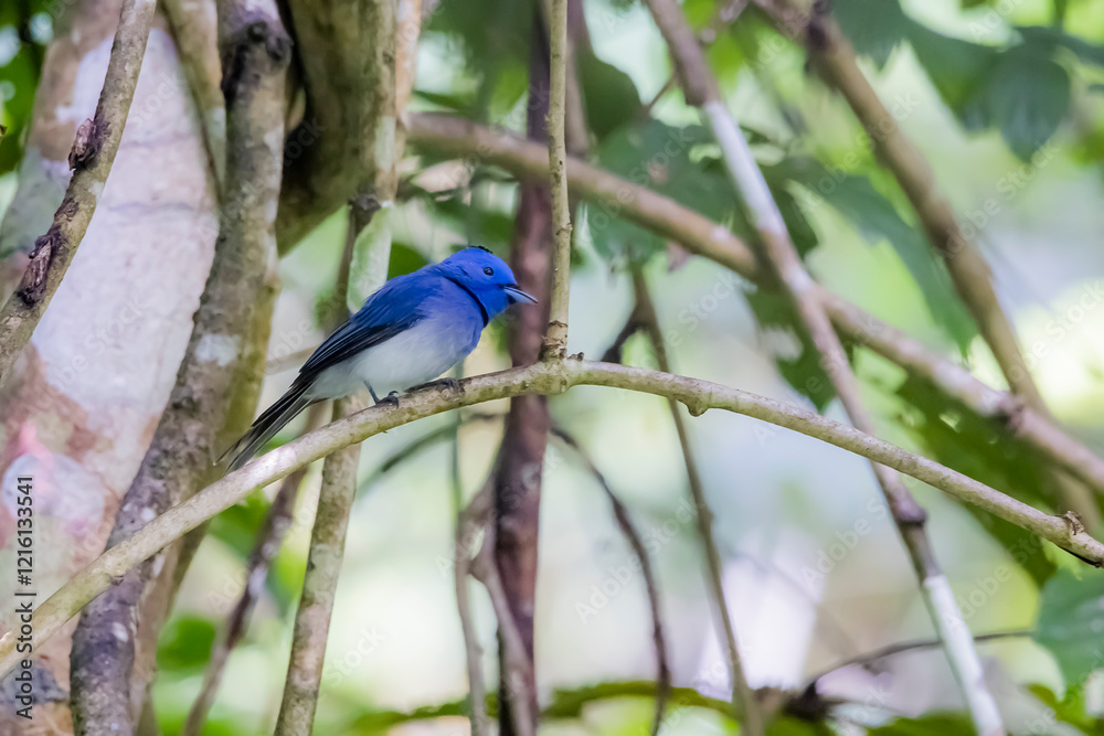 Obraz premium The Black-naped Monarch in nature
