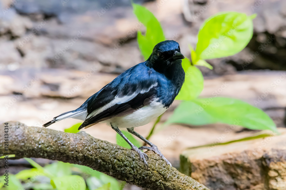 Obraz premium The Oriental magpie robin on a branch