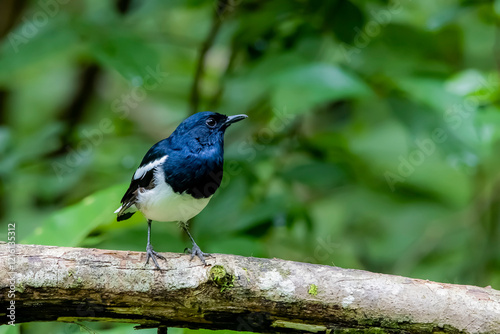 The Oriental magpie robin on a branch photo