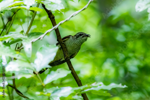 The Plaintive Cuckoo on a branch in nature