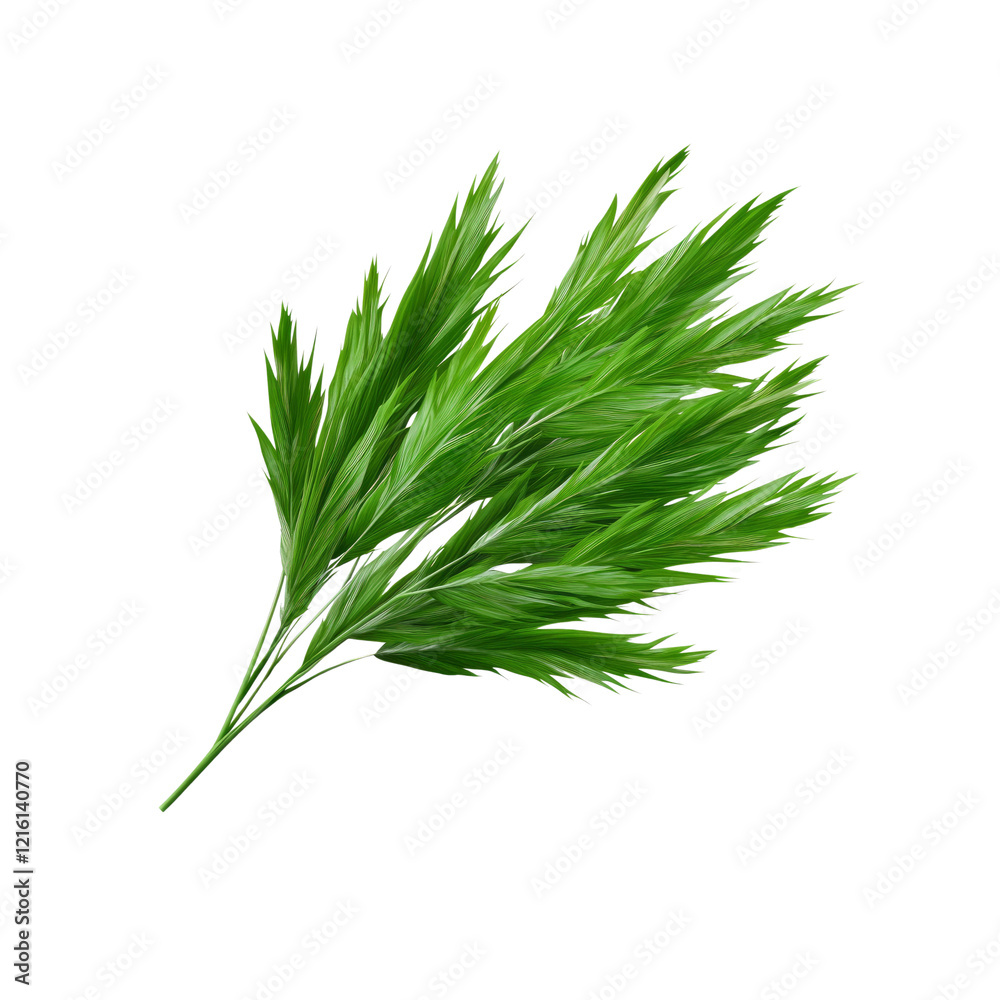 Lush Green Palm Fronds Isolated on White Background Lush Green Palm Fronds Isolated on White Background