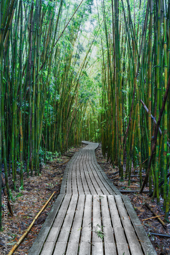 Boardwalk through bamboo forest, Maui island, Hawaii Boardwalk through bamboo forest, Maui island, Hawaii