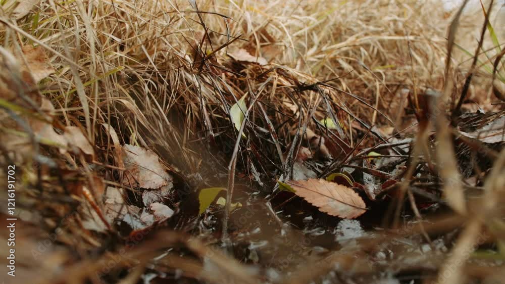 Water mixed with oil. Natural outcrops of hydrocarbons from underground. Water mixed with oil. Natural outcrops of hydrocarbons from underground.
