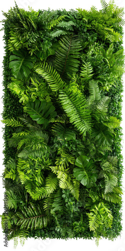 Lush green foliage with various plants and ferns creating vibrant wall, Isolated cutout on a transparent background