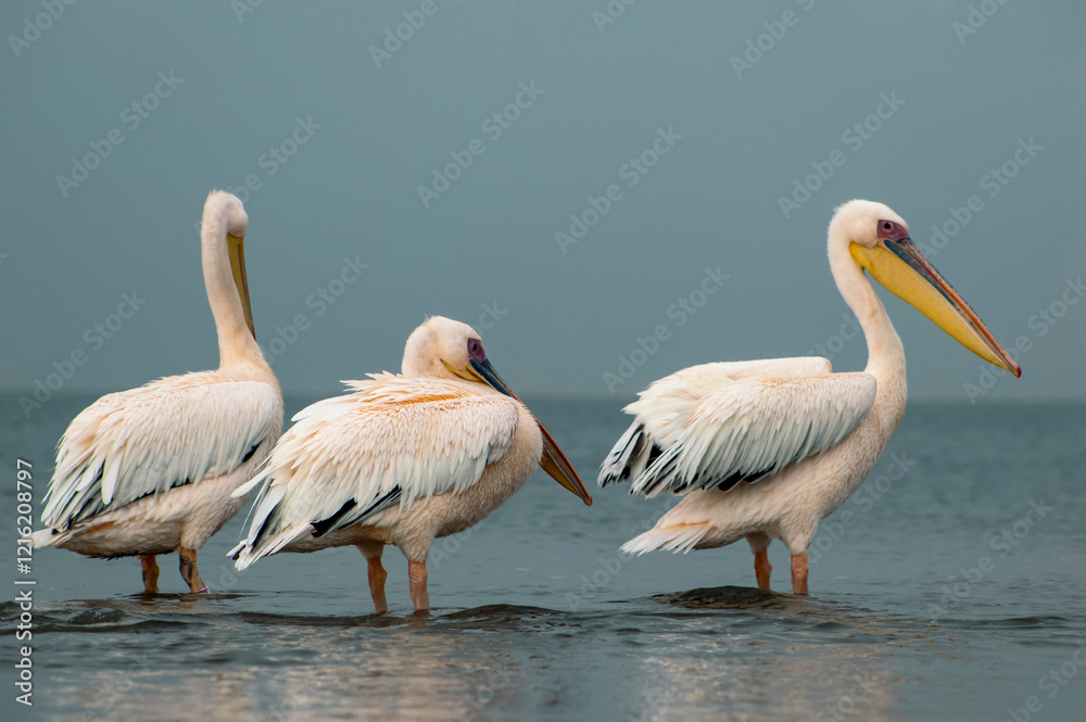 African wild birds. Great pelicans on the blue lagoon on a summer morning African wild birds. Great pelicans on the blue lagoon on a summer morning