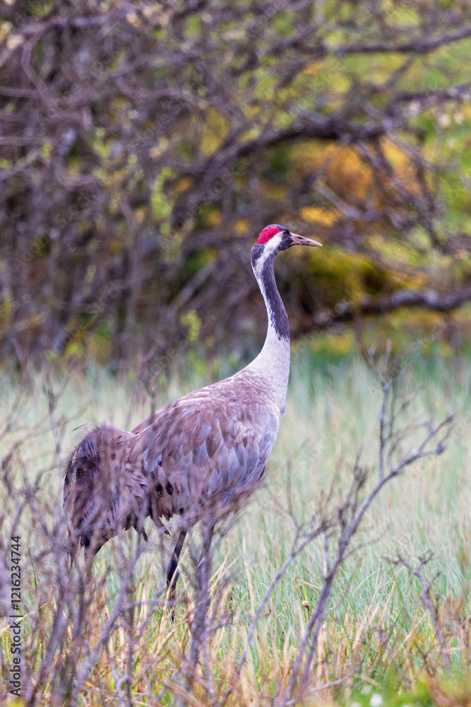 Eurasian crane in a wetland at springtime with leafless tree branches Eurasian crane in a wetland at springtime with leafless tree branches