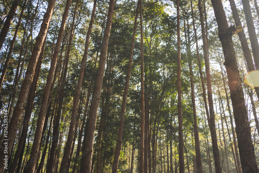 travel and people activity concept with hiking in tropical forest with pine tree on mountain travel and people activity concept with hiking in tropical forest with pine tree on mountain