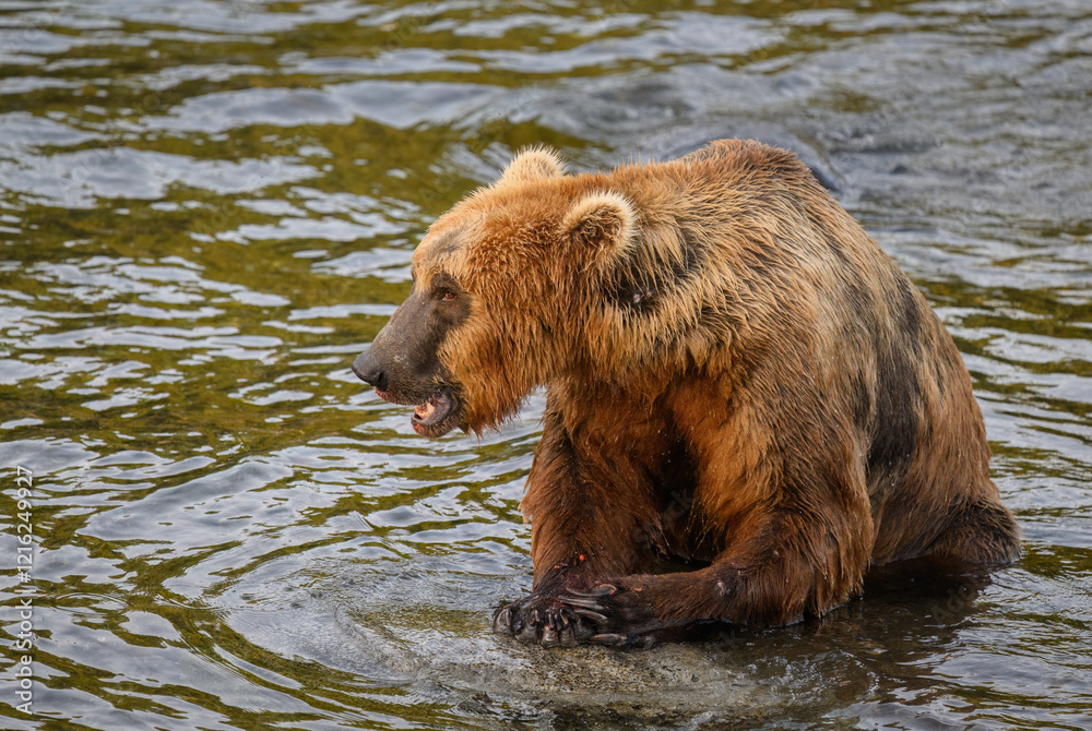 An Alaska brown bear with salmon blood on its mouth and paws, Brooks river at Katmai National Park and Preserve. Alaska.