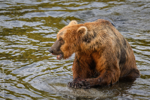 Obraz na płótnie An Alaska brown bear with salmon blood on its mouth and paws, Brooks river at Katmai National Park and Preserve. Alaska. w salonie