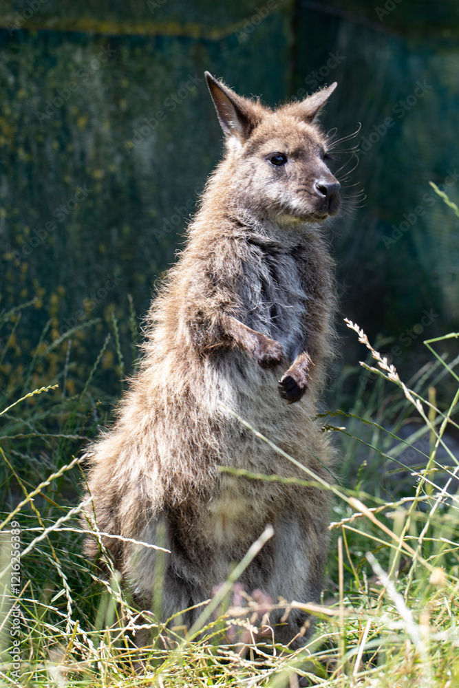 Naklejka premium Cute fluffy wallaby in the park. Marsupial mammals. Australia