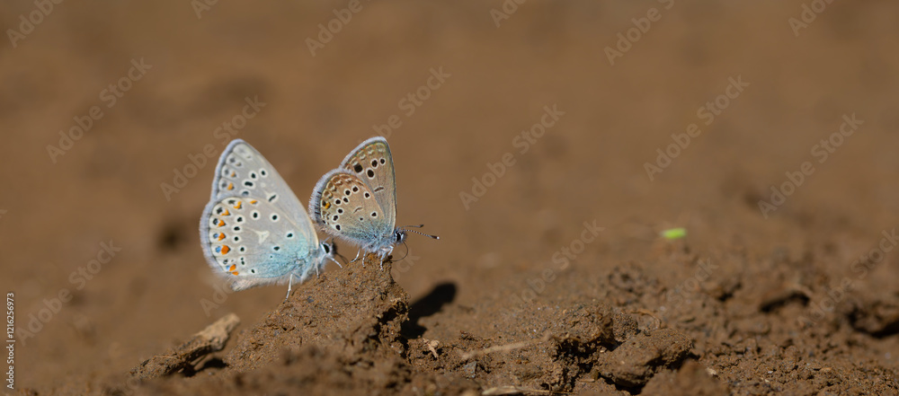 little blue butterfly picking up a mineral on the ground, Odd-spot Blue, Turanana endymion