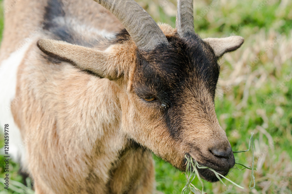 Nigerian dwarf goat (Capra aegagrus hircus) close up looking down on face and head with horns chewing grass on a farm in South Africa Nigerian dwarf goat (Capra aegagrus hircus) close up looking down on face and head with horns chewing grass on a farm in South Africa