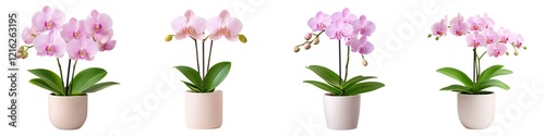 Wallpaper Mural Plant decor isolated collection. Orchid plants in decorative pots showcase delicate pink flowers, adding elegance to any space. Torontodigital.ca