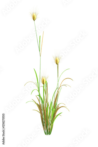 A single small bush of hare's-tail grass, Lagurus ovatus, with bright yellow flowers. 3D illustration on transparent background. 
