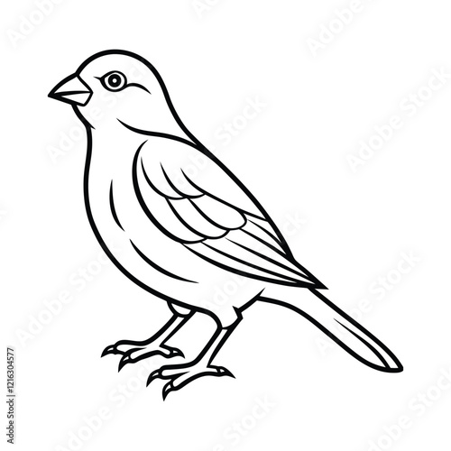 Canaries Bird Sketch Vector Illustration