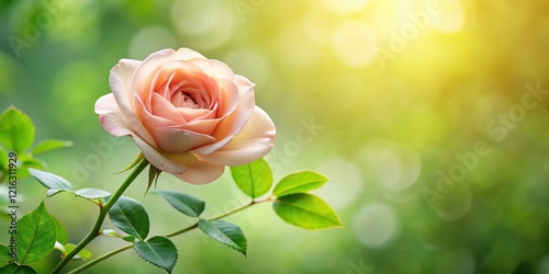 A delicate rose flower with lush green leaves framing its stem, set against a soft focus background , rose, bloom,  rose, bloom
