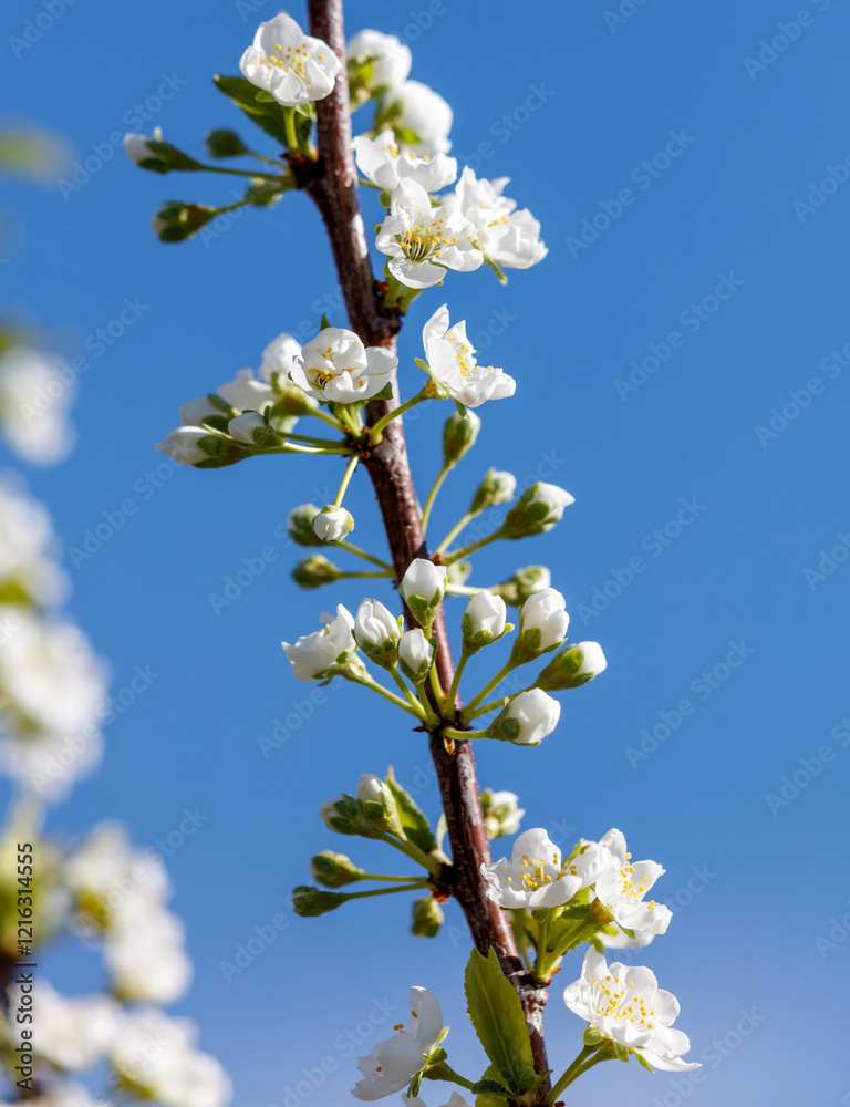 A tree branch with white flowers is shown against a blue sky A tree branch with white flowers is shown against a blue sky