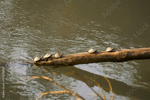 turtles climbing a fallen tree out of a river photo