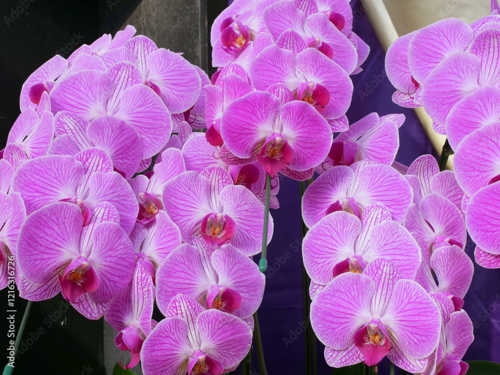 Fototapeta premium 胡蝶蘭