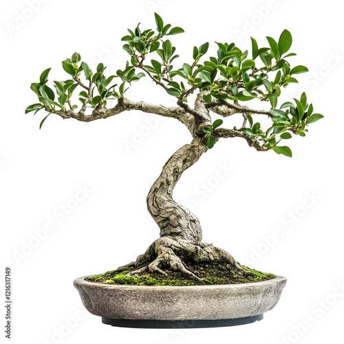 Ficus Retusa Bonsai with Exposed Roots and Textured Trunk in Round Stone Pot, Isolated on White, Demonstrating Natural Age and Sculptural Art Transparent Background