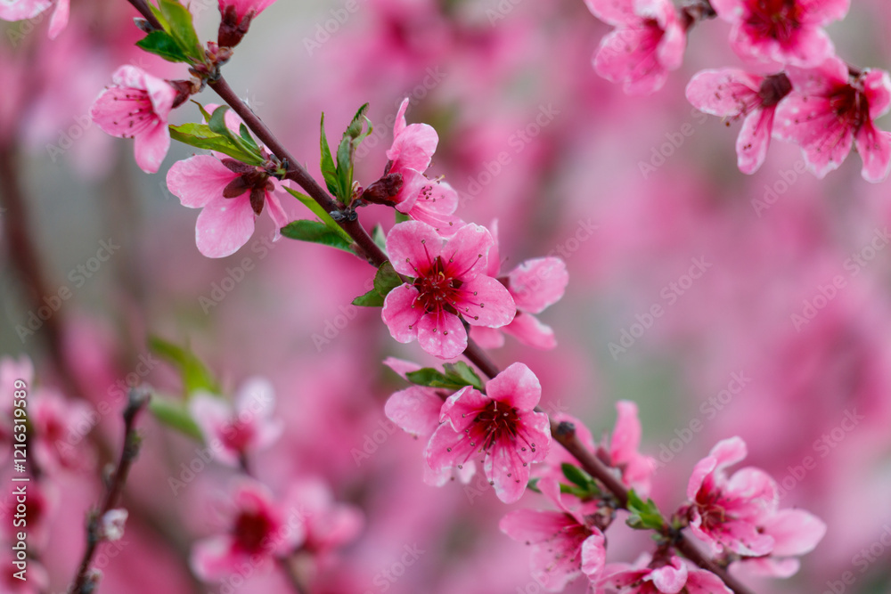 Pink flowers with green leaves on a branch Pink flowers with green leaves on a branch
