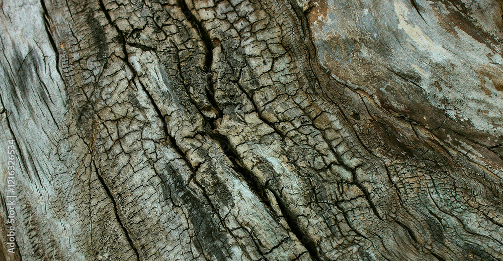 A pattern of damaged by fire segments on the trunk of a still living tree A pattern of damaged by fire segments on the trunk of a still living tree