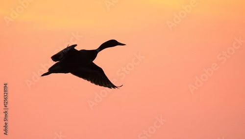  A Majestic Duck in Full Flight, Its Sleek Body and Powerful Wings in Motion photo