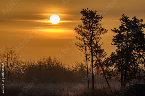 Las i wschód słońca zimowego poranka photo